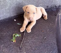 Jack, a male Labrador Retriever for sale in Leasburg, MO – 7 of 8