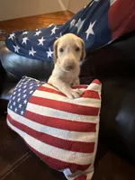 Brut, a male Labrador Retriever for sale in Leasburg, MO – 4 of 5
