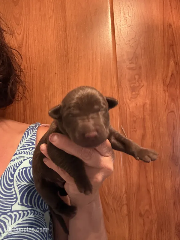 Hershey  – Labrador Retriever puppy for sale in Leasburg, MO