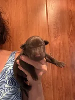 Hershey , a male Labrador Retriever for sale in Leasburg, MO – 1 of 5