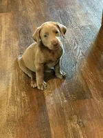 HIHOoo Silver , a female Labrador Retriever for sale in Leasburg, MO – 4 of 6