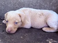 Jack, a male Labrador Retriever for sale in Leasburg, MO – 4 of 8