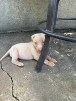 Rose, a female Labrador Retriever for sale in Leasburg, MO – 2 of 4