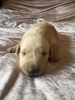 Morgan, a male Labrador Retriever for sale in Leasburg, MO – 3 of 3