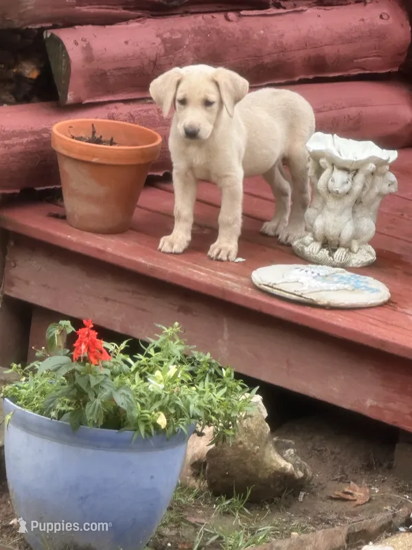 Candy – Labrador Retriever puppy for sale in Leasburg, MO