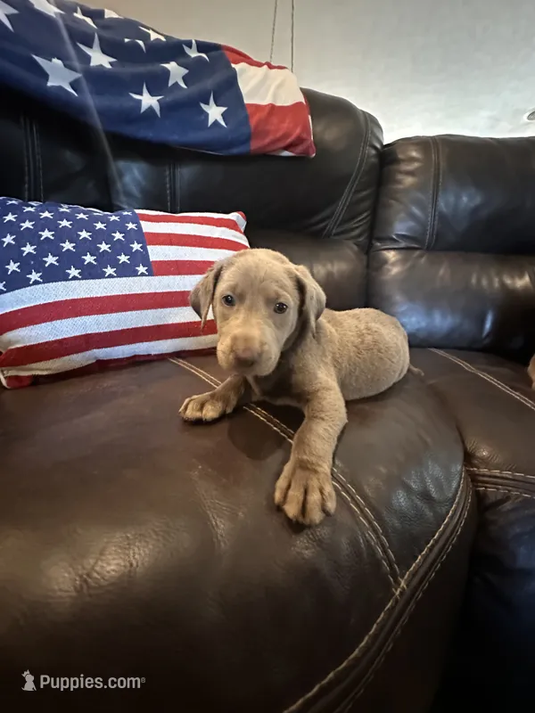 HIHOoo Silver  – Labrador Retriever puppy for sale in Leasburg, MO