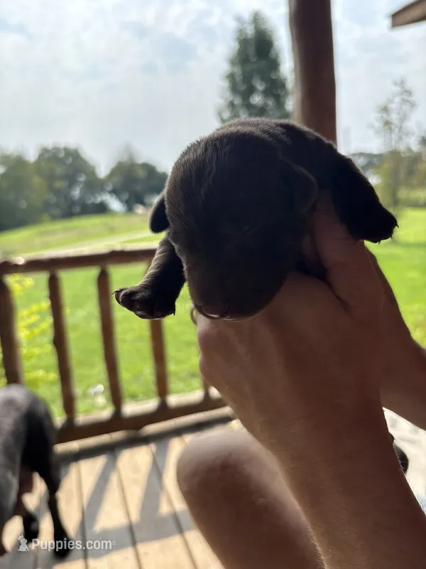 Dove  – Labrador Retriever puppy for sale in Leasburg, MO