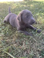 Kingsford, a male Labrador Retriever for sale in Leasburg, MO – 4 of 5