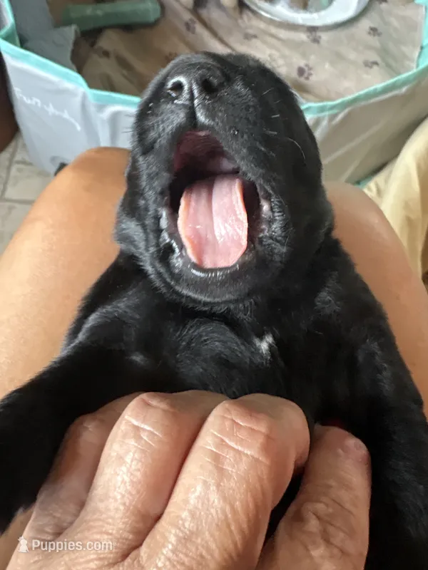 Ella  – Labrador Retriever puppy for sale in Leasburg, MO