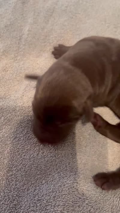 Hershey , a male Labrador Retriever for sale in Leasburg, MO – 5 of 5