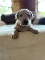 Candy, a female Labrador Retriever for sale in Leasburg, MO – 4 of 9