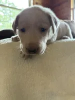 Candy, a female Labrador Retriever for sale in Leasburg, MO – 2 of 9