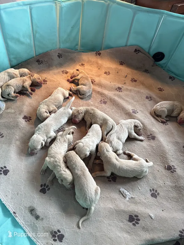 Rose – Labrador Retriever puppy for sale in Leasburg, MO