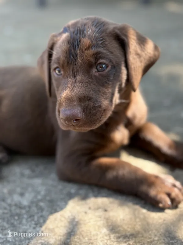 Hershey  – Labrador Retriever puppy for sale in Leasburg, MO