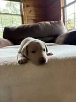 Candy, a female Labrador Retriever for sale in Leasburg, MO – 6 of 9