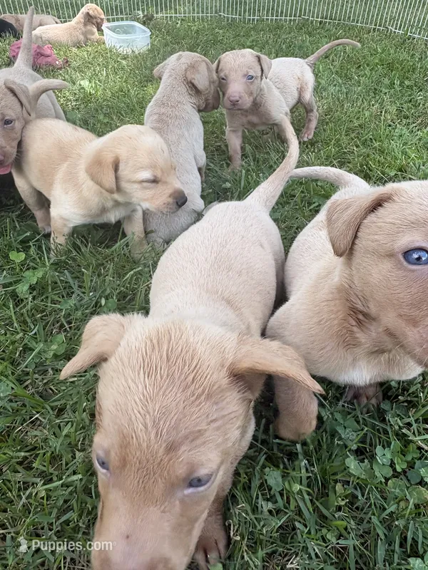 Jack – Labrador Retriever puppy for sale in Leasburg, MO