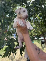 Brut, a male Labrador Retriever for sale in Leasburg, MO – 3 of 5