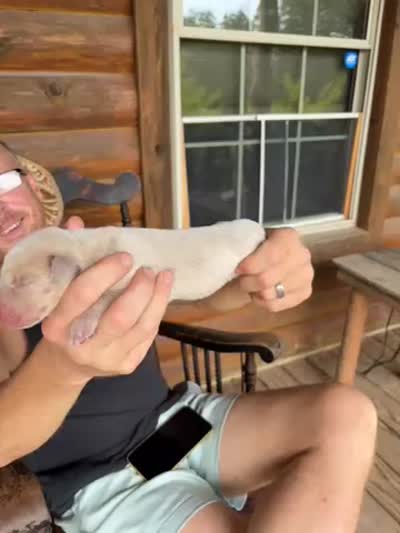 Brut, a male Labrador Retriever for sale in Leasburg, MO – 5 of 5