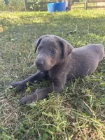 Kingsford, a male Labrador Retriever for sale in Leasburg, MO – 2 of 5
