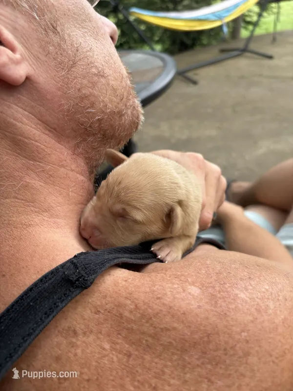 Rose – Labrador Retriever puppy for sale in Leasburg, MO