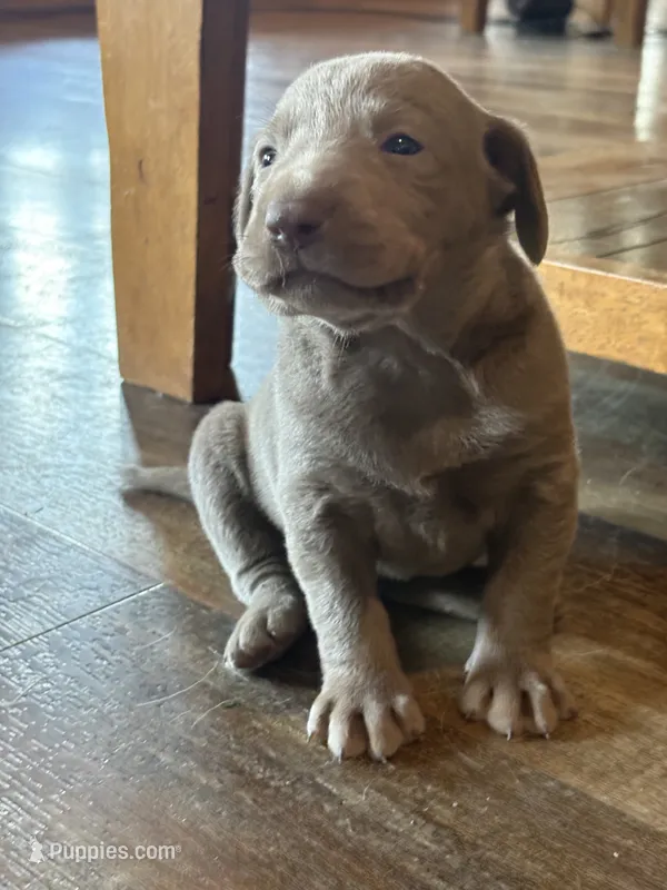 HIHOoo Silver  – Labrador Retriever puppy for sale in Leasburg, MO