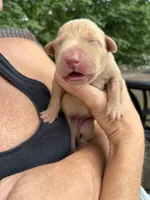 Rose, a female Labrador Retriever for sale in Leasburg, MO – 4 of 6