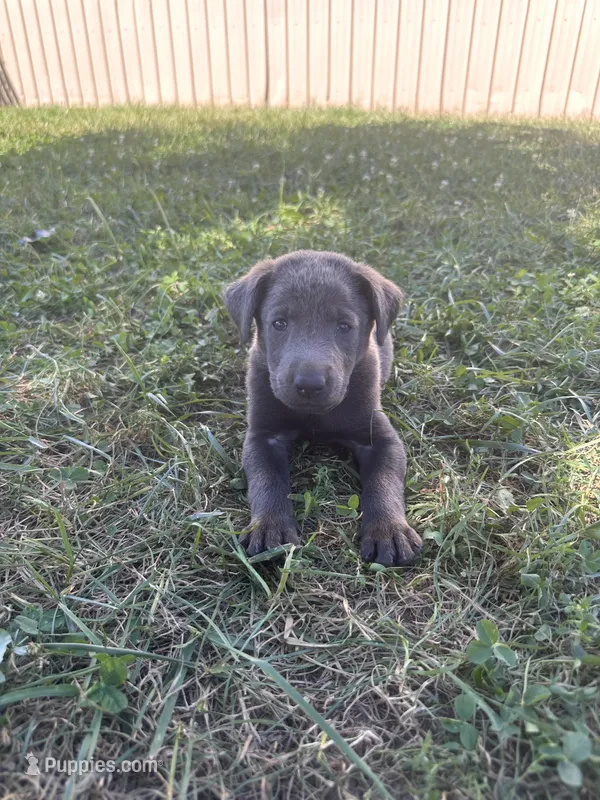 Kingsford – Labrador Retriever puppy for sale in Leasburg, MO