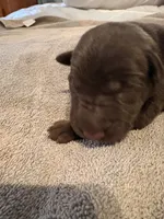 Hershey , a male Labrador Retriever for sale in Leasburg, MO – 2 of 5