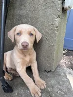 Jack, a male Labrador Retriever for sale in Leasburg, MO – 2 of 8