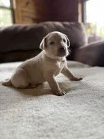 Candy, a female Labrador Retriever for sale in Leasburg, MO – 8 of 9