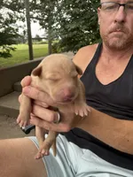 Rose, a female Labrador Retriever for sale in Leasburg, MO – 6 of 6