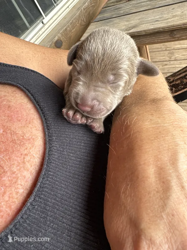 HIHOoo Silver  – Labrador Retriever puppy for sale in Leasburg, MO