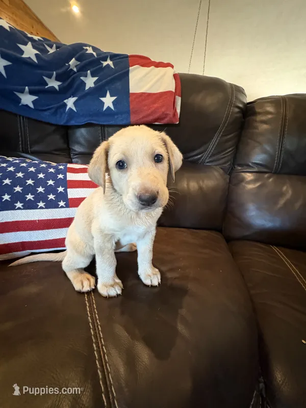 Candy – Labrador Retriever puppy for sale in Leasburg, MO