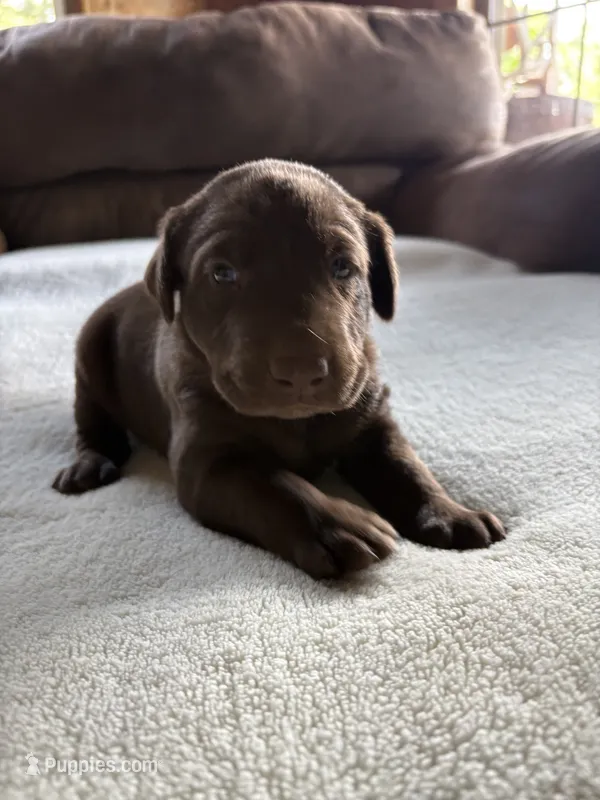 Dove  – Labrador Retriever puppy for sale in Leasburg, MO