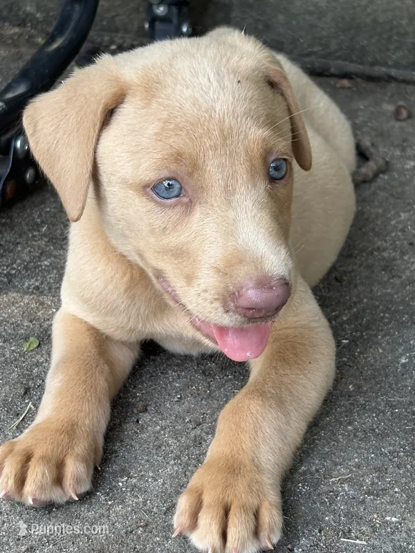 Rose – Labrador Retriever puppy for sale in Leasburg, MO