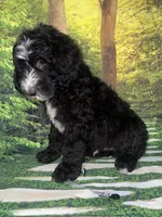 Gray Collar , a male Sheepadoodle for sale in Tucson, AZ – 5 of 7