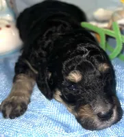 Lime collar, a male Sheepadoodle for sale in Tucson, AZ – Photo 3 of 6