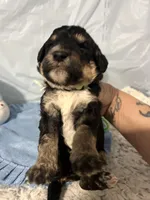 Lime collar, a male Sheepadoodle for sale in Tucson, AZ – Photo 6 of 6