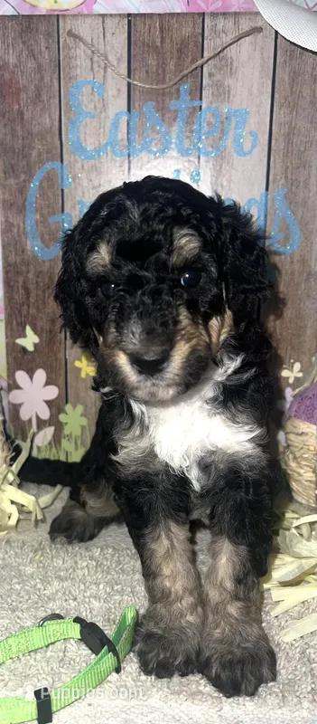 Lime collar – Sheepadoodle puppy for sale in Tucson, AZ