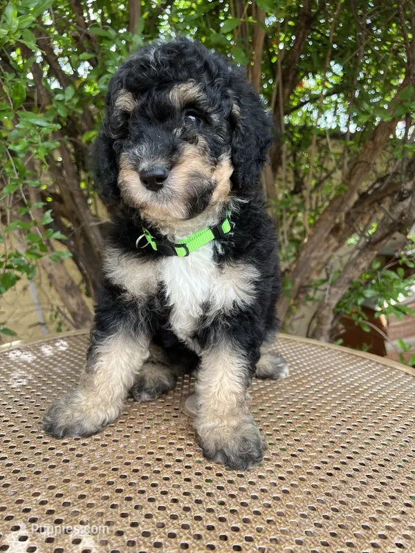 Lime collar – Sheepadoodle puppy for sale in Tucson, AZ