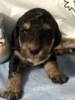 Lime collar, a male Sheepadoodle for sale in Tucson, AZ – Photo 2 of 6