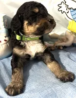 Lime collar, a male Sheepadoodle for sale in Tucson, AZ – Photo 5 of 6
