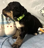 Lime collar, a male Sheepadoodle for sale in Tucson, AZ – Photo 4 of 6