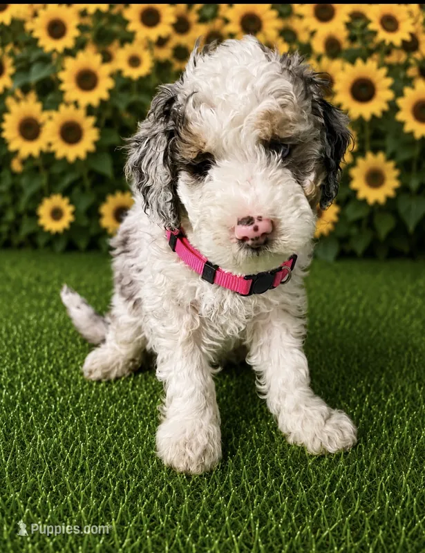 Pink Collar – Miniature Aussiedoodle puppy for sale in Tucson, AZ