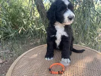 Orange Collar , a male Sheepadoodle for sale in Tucson, AZ – 8 of 10