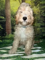 Miniature F1B sheepadoodle , a female Sheepadoodle for sale in Tucson, AZ – 6 of 6