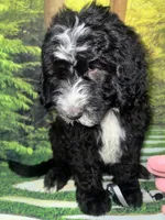 Gray Collar , a male Sheepadoodle for sale in Tucson, AZ – 3 of 7