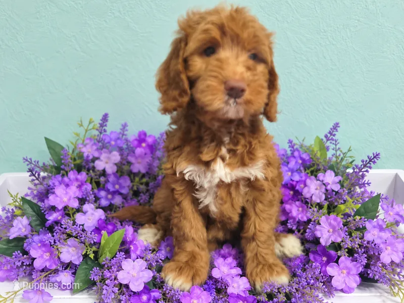 Purple Collar – Miniature Goldendoodle puppy for sale in Tucson, AZ