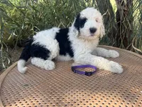 Purple Collar, a female Sheepadoodle for sale in Tucson, AZ – 8 of 9