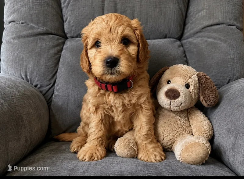 Red Collar – Miniature Aussiedoodle puppy for sale in Tucson, AZ